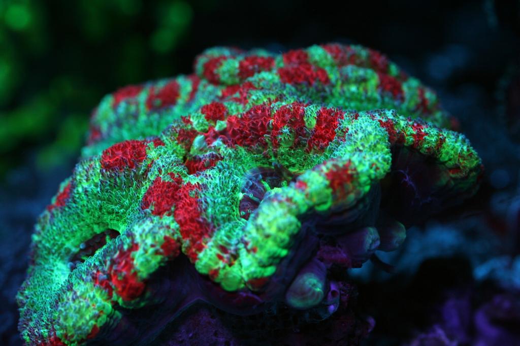Lps-coral-under-orpehk-led-light