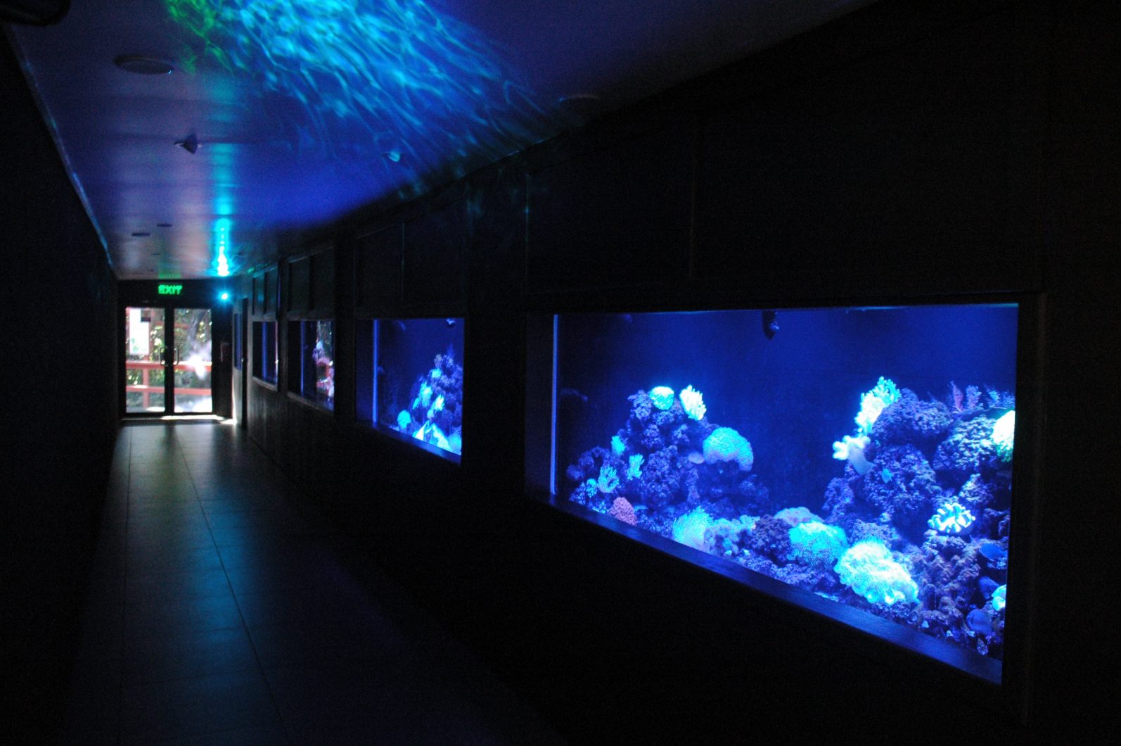 Reef-tanks-fiji