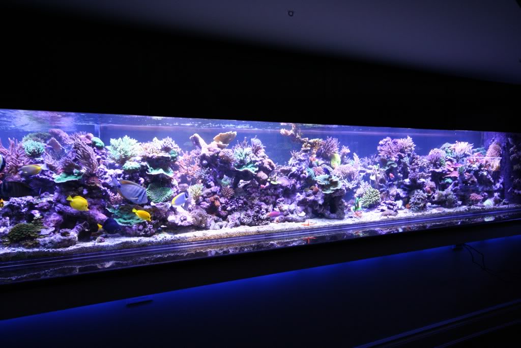 aquarium black light led