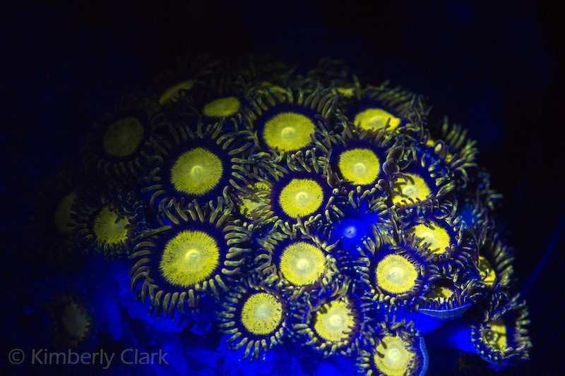blue LED coral color yellow