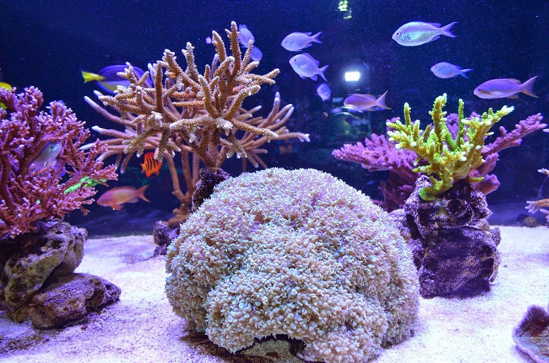 Reef-aquarium-led-light orphek