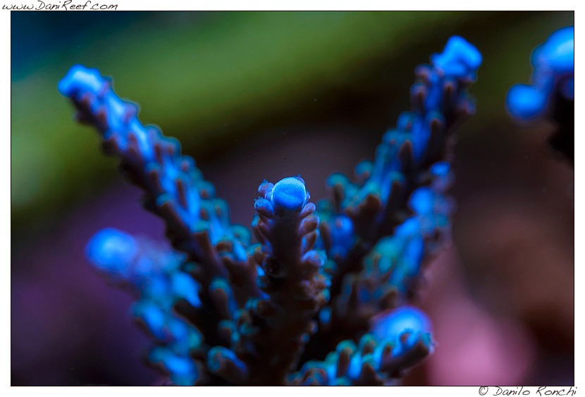 Makrovalokuva koralli väri polyp sininen