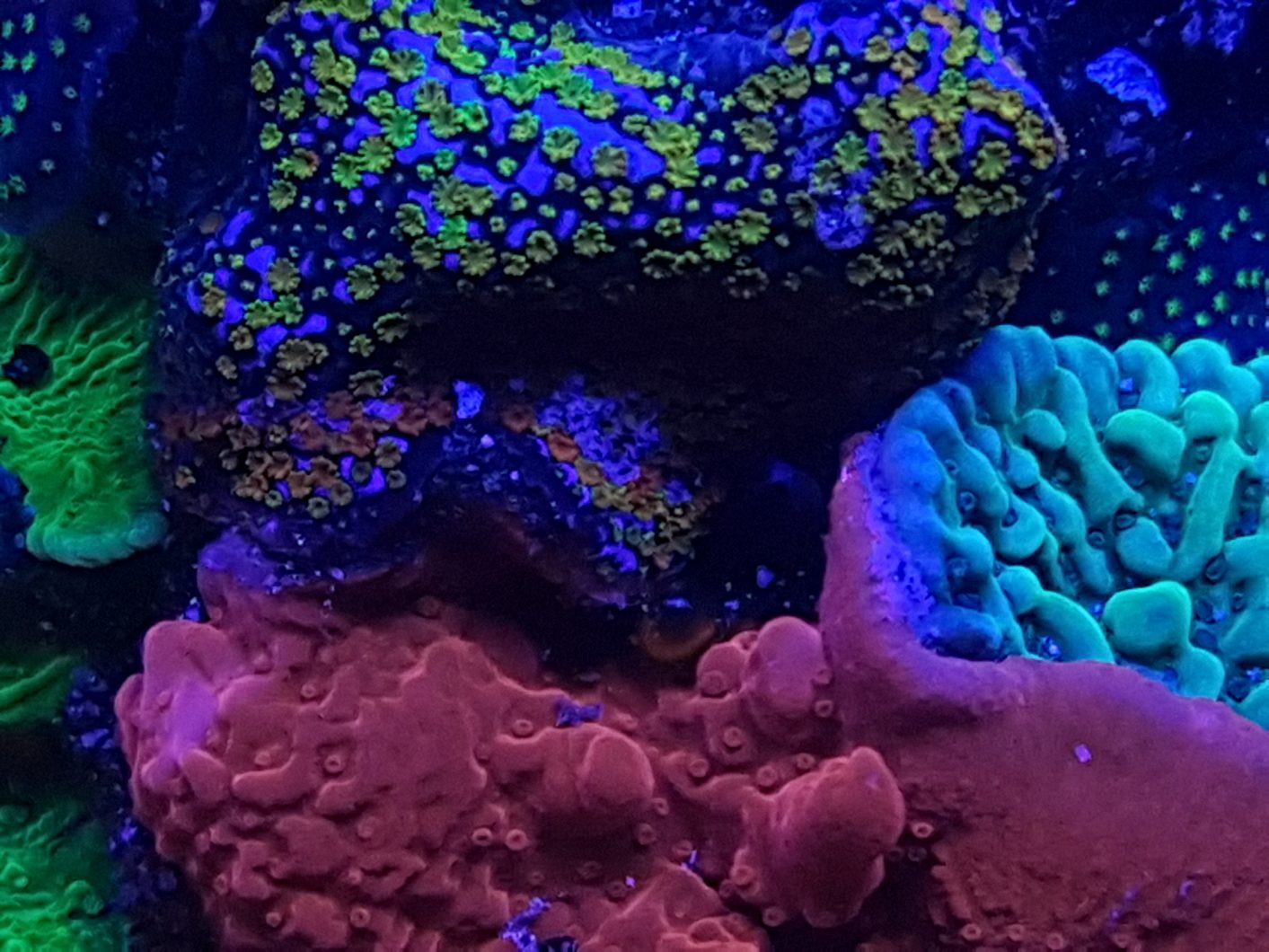 reef aquarium led light