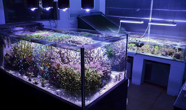Coral-cor-under-orphek-aquário-led-lighting