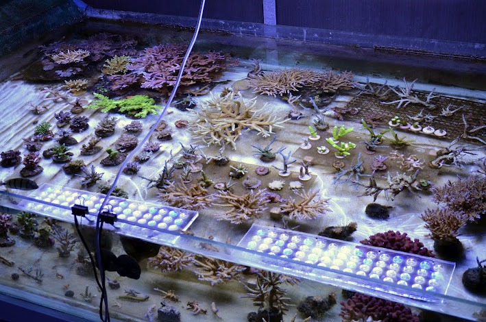 Frag-coral-LED-light