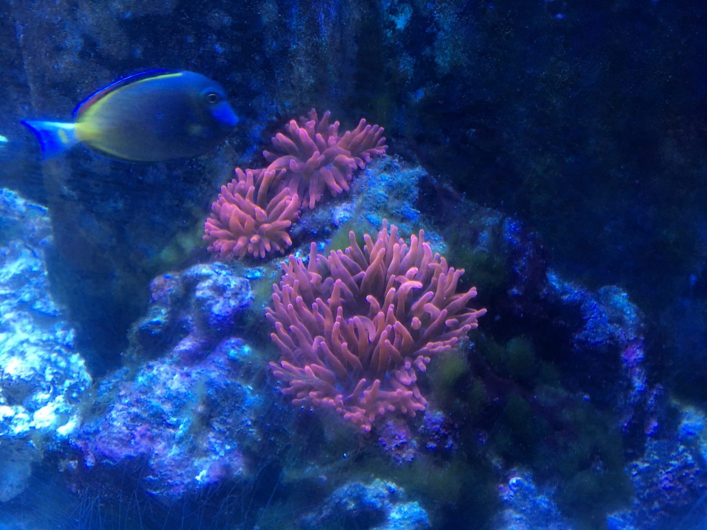 pink purple coral anemone