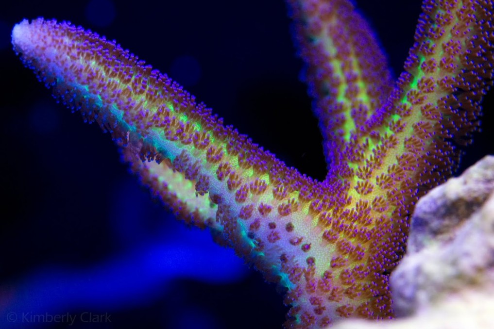 Fluoresoiva koralliväri polyp