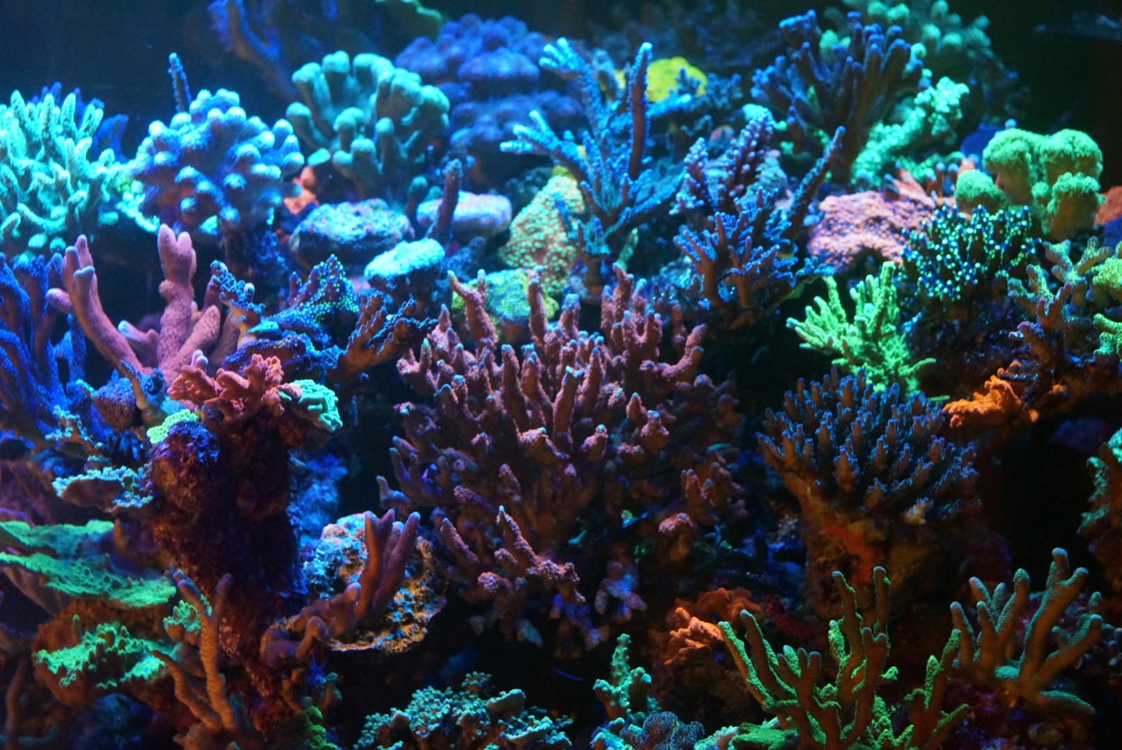 Crecimiento de color de coral duro LED
