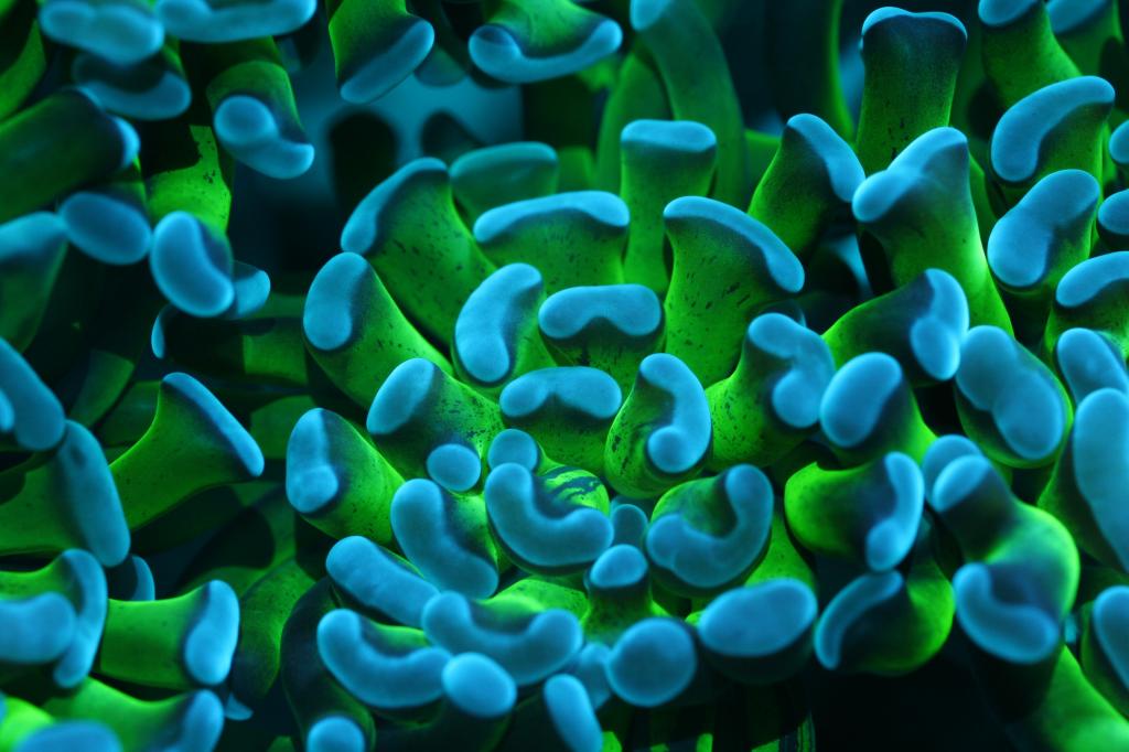 sammakko-vasara-Coral-LED-vihreä