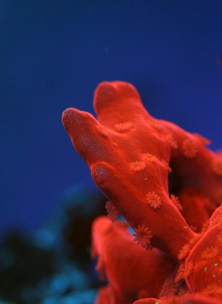 punainen-koralli-LED-valo