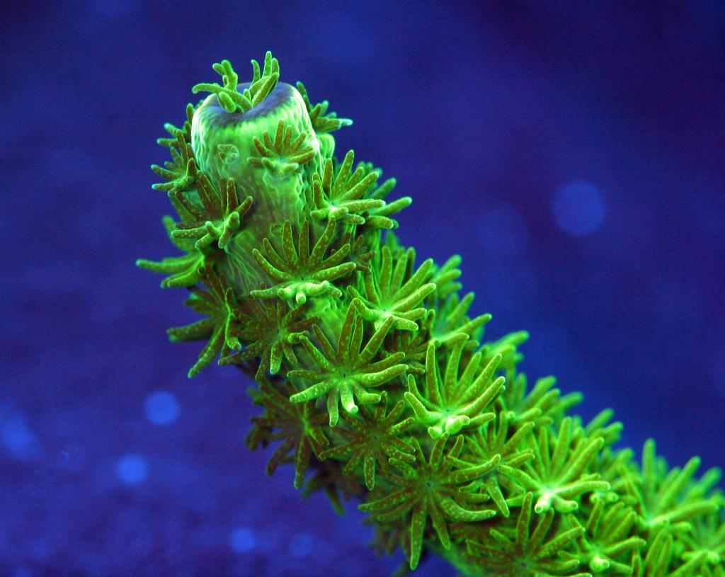 vihreä-polyyppi-koralli-akvaario-riutta