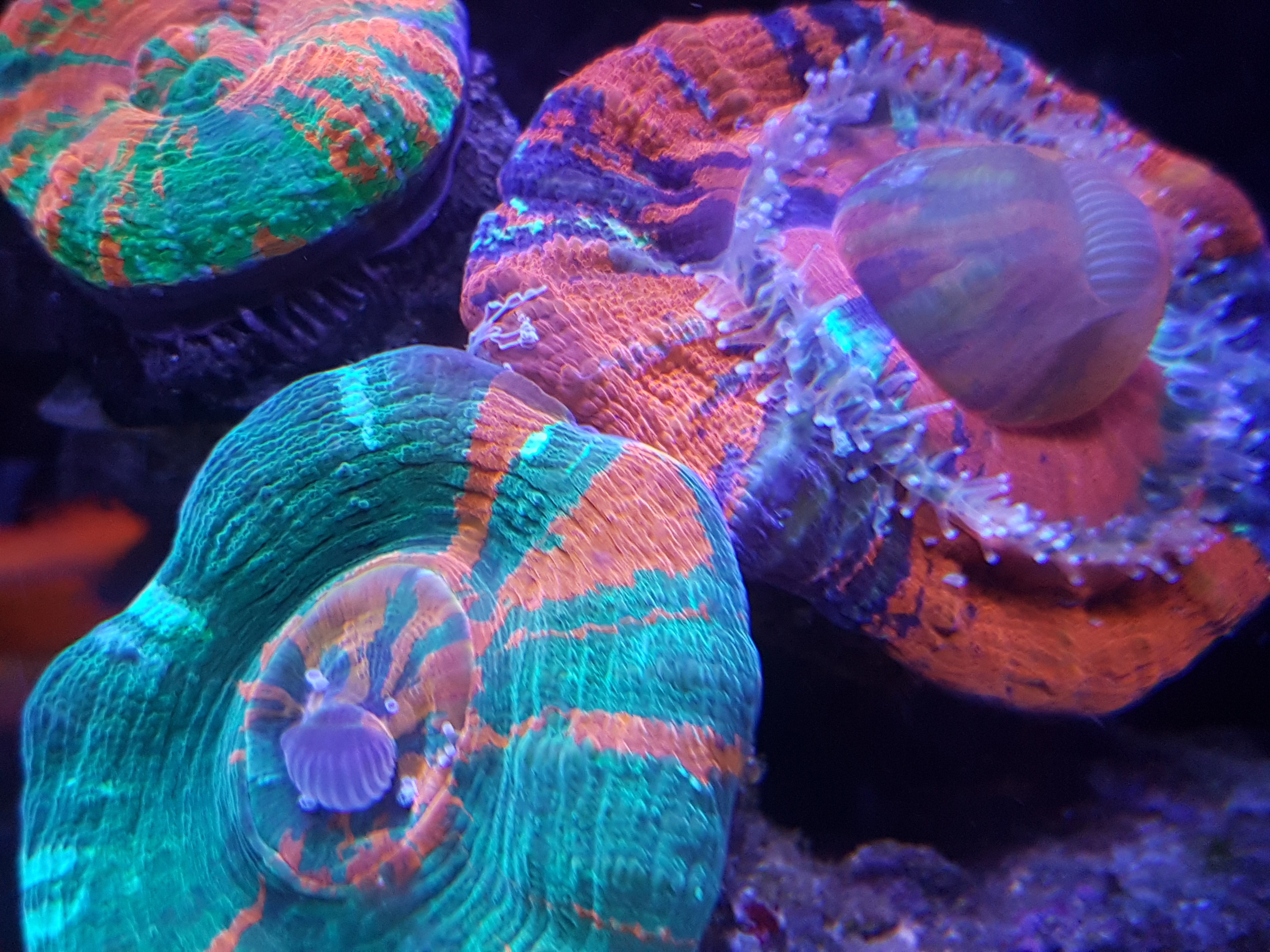 Corals tæt op LED lys