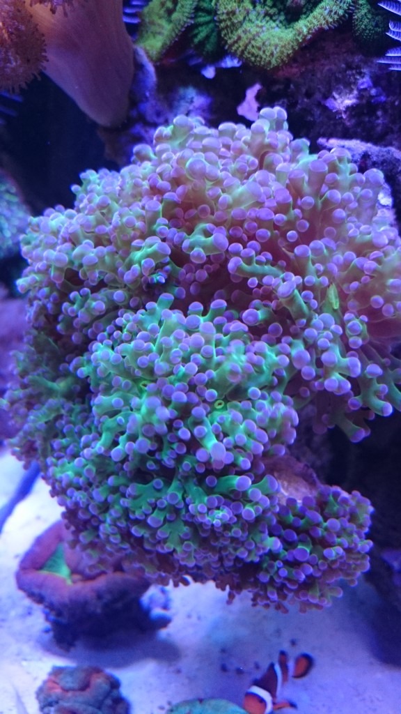 Rã-martelo-coral-salgado-água-recife