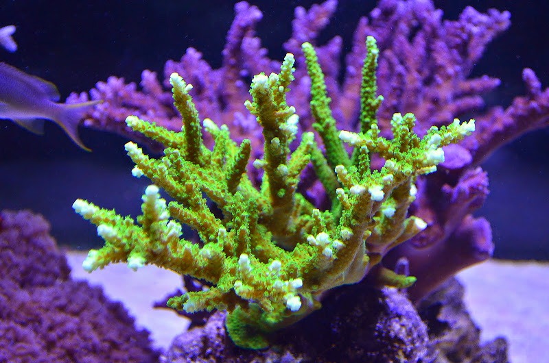 vihreä-SPS-koralli-led-valoa orphek