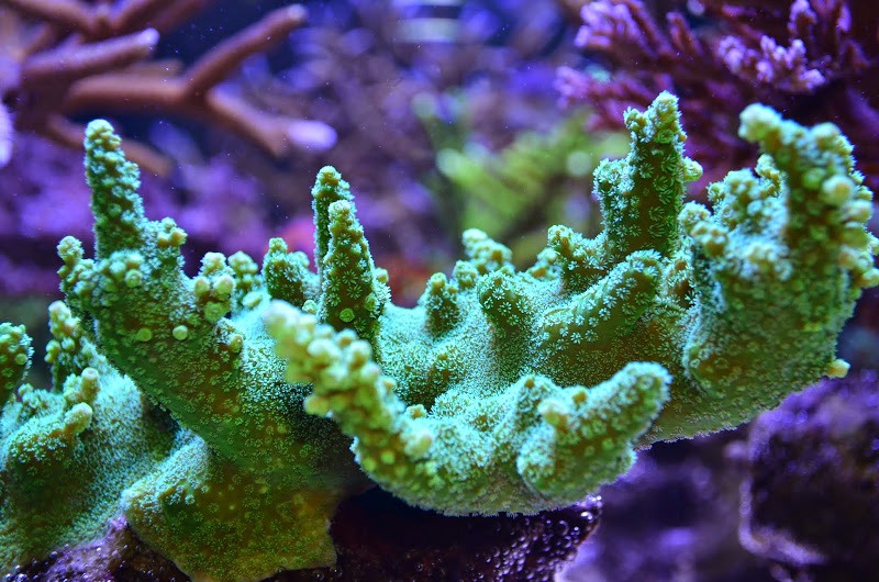 Makrovalokuva koralli väri polyp vihreä valo