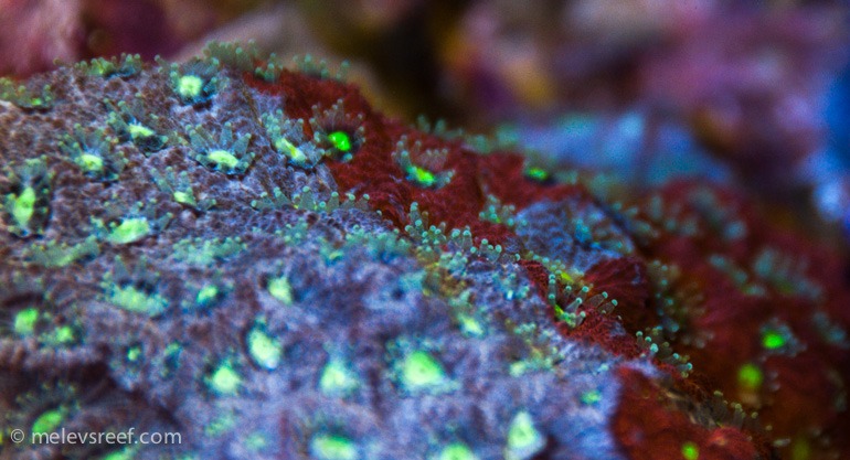Coral-alimentação-noite-conduziu-azurelite