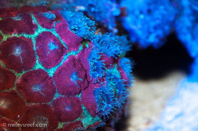 Fluoresoiva koralli väri polyp red