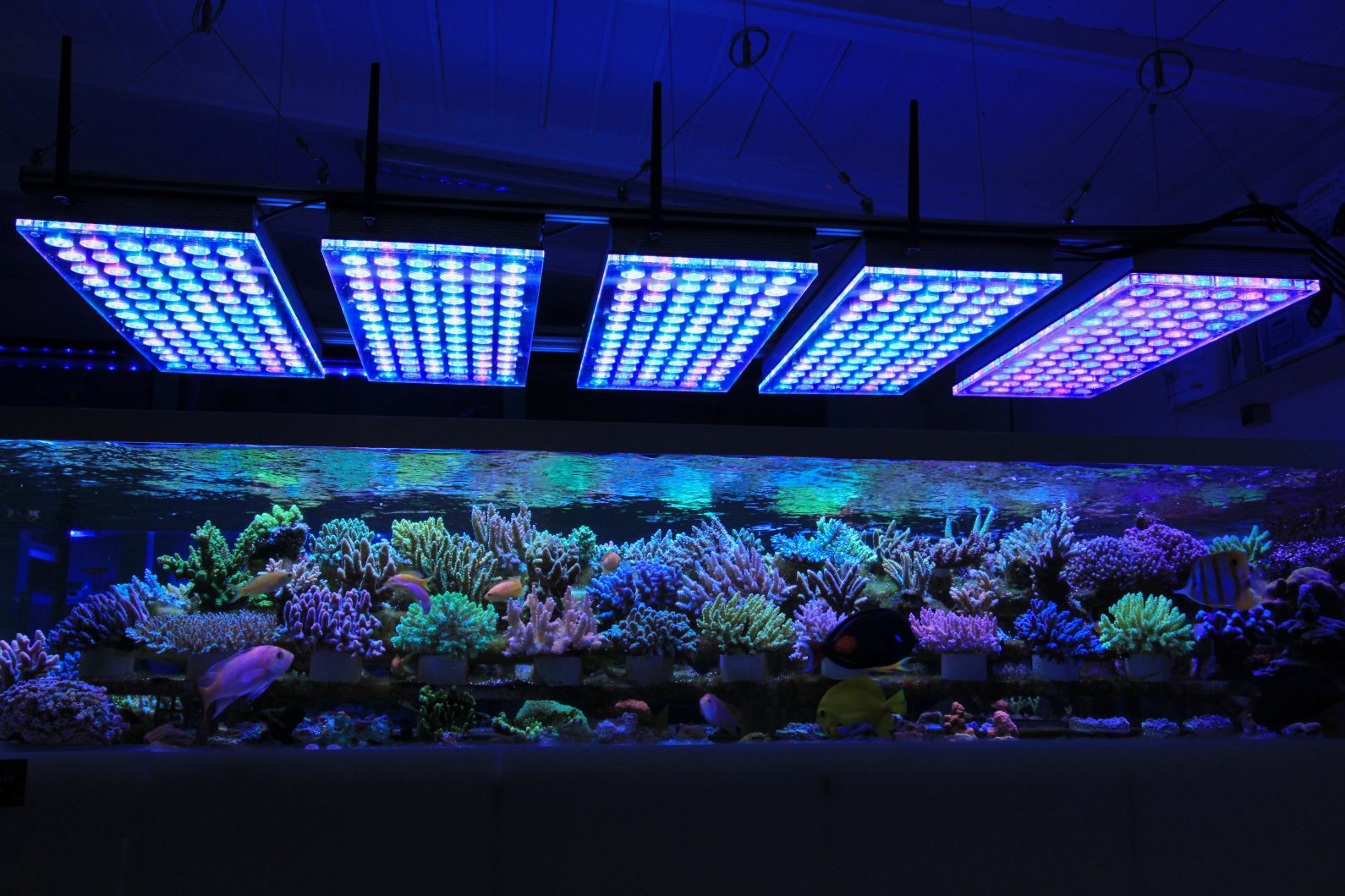 marine aquarium light