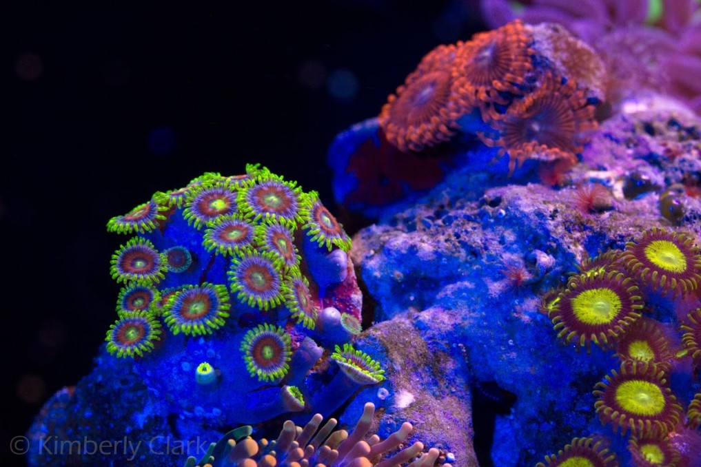 Botão coral-pequeno-pólipo