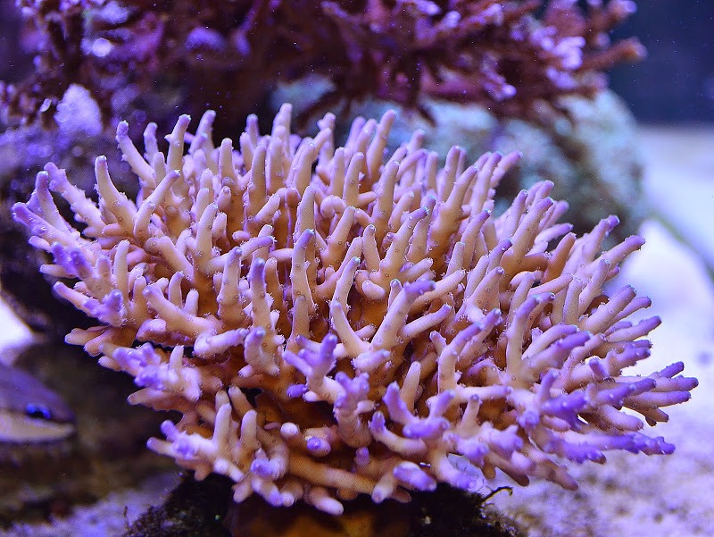 Coral colônia sps orphek Led luz