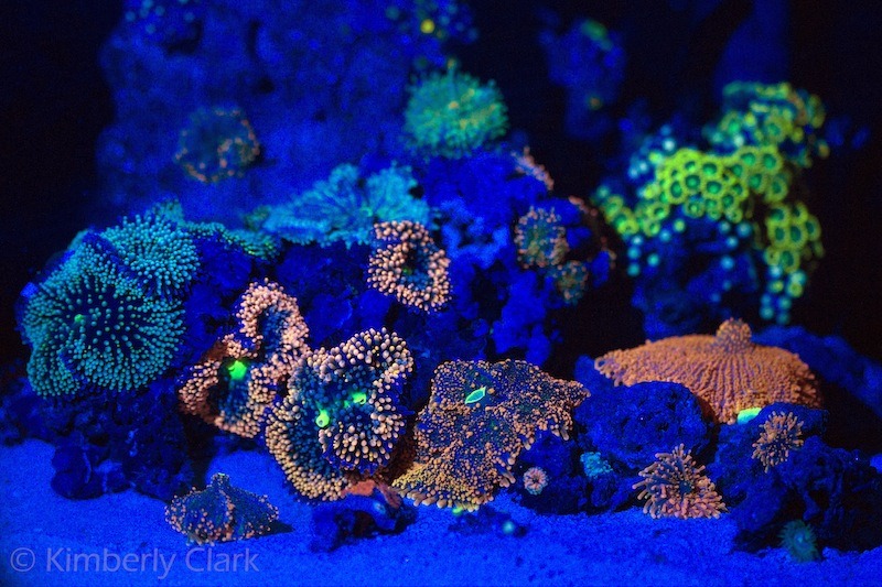 Reef-aquarium-night-LED