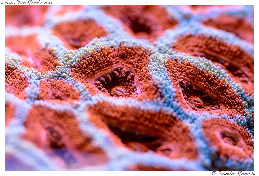 Makrokuva koralliväri polyp red
