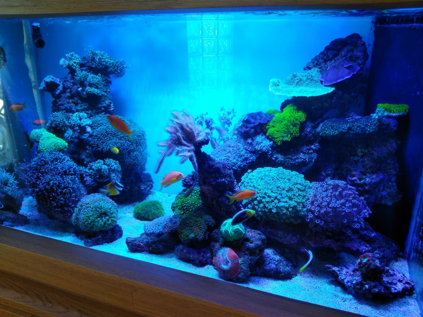 reef aquarium led lights