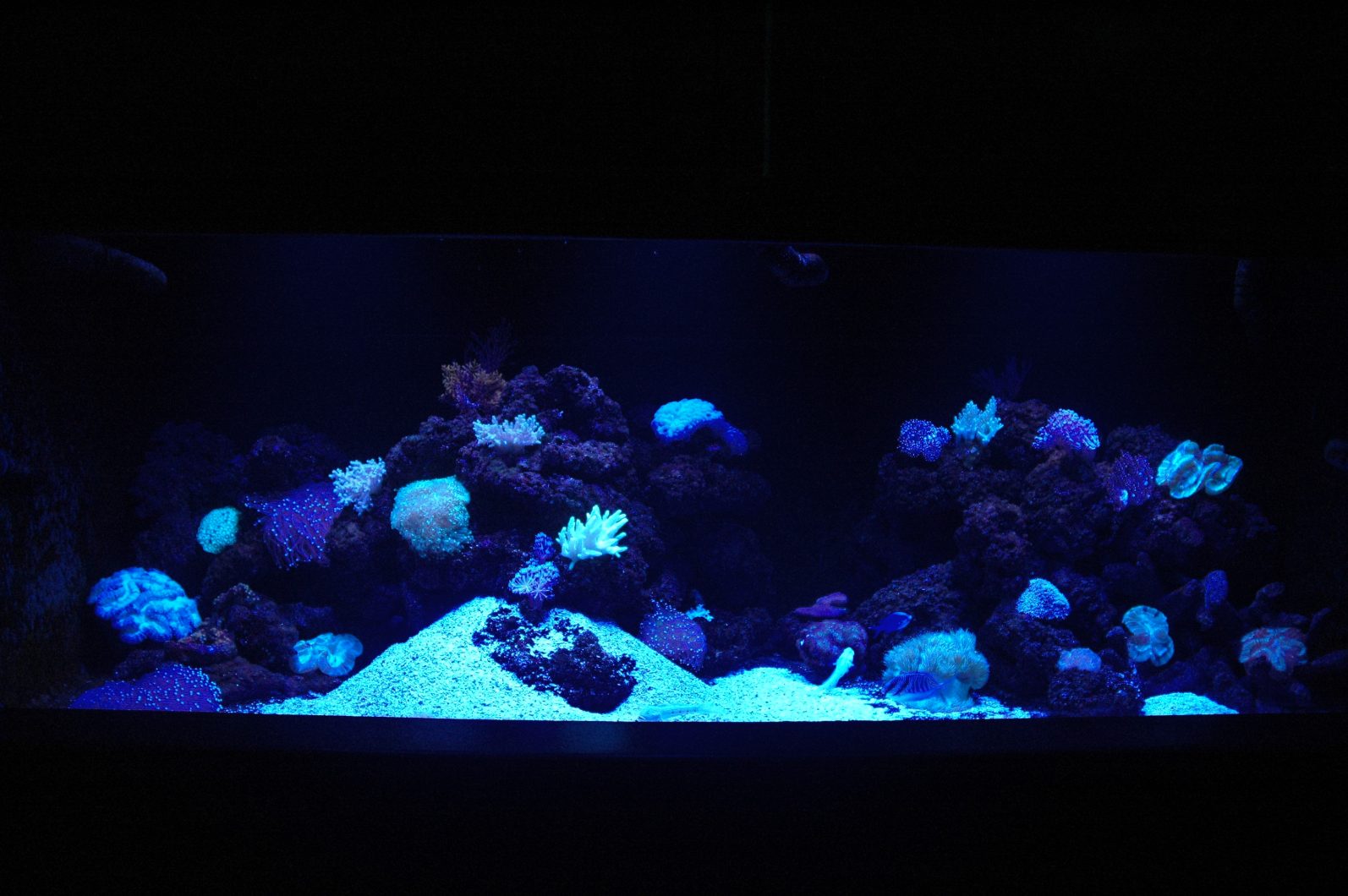 Reef coral display