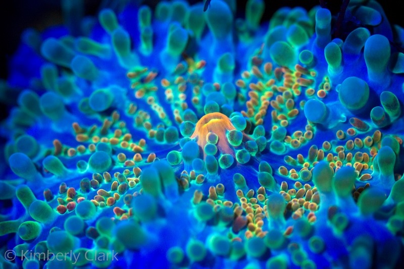 yöaikaan-koralli-kuvia-makro