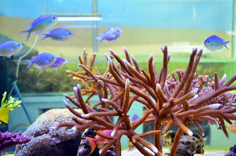 Coral aquário de colônia luz LED
