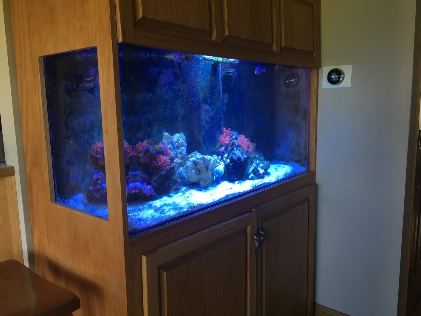 reef-tank-in-cabinet-with-atlantik-v4-from-california