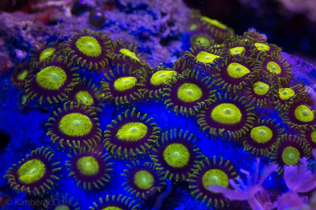 keltainen-koralli-zoanthidea-kukkakorallit
