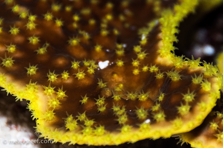 Fluoresoiva koralli väri polyp keltainen
