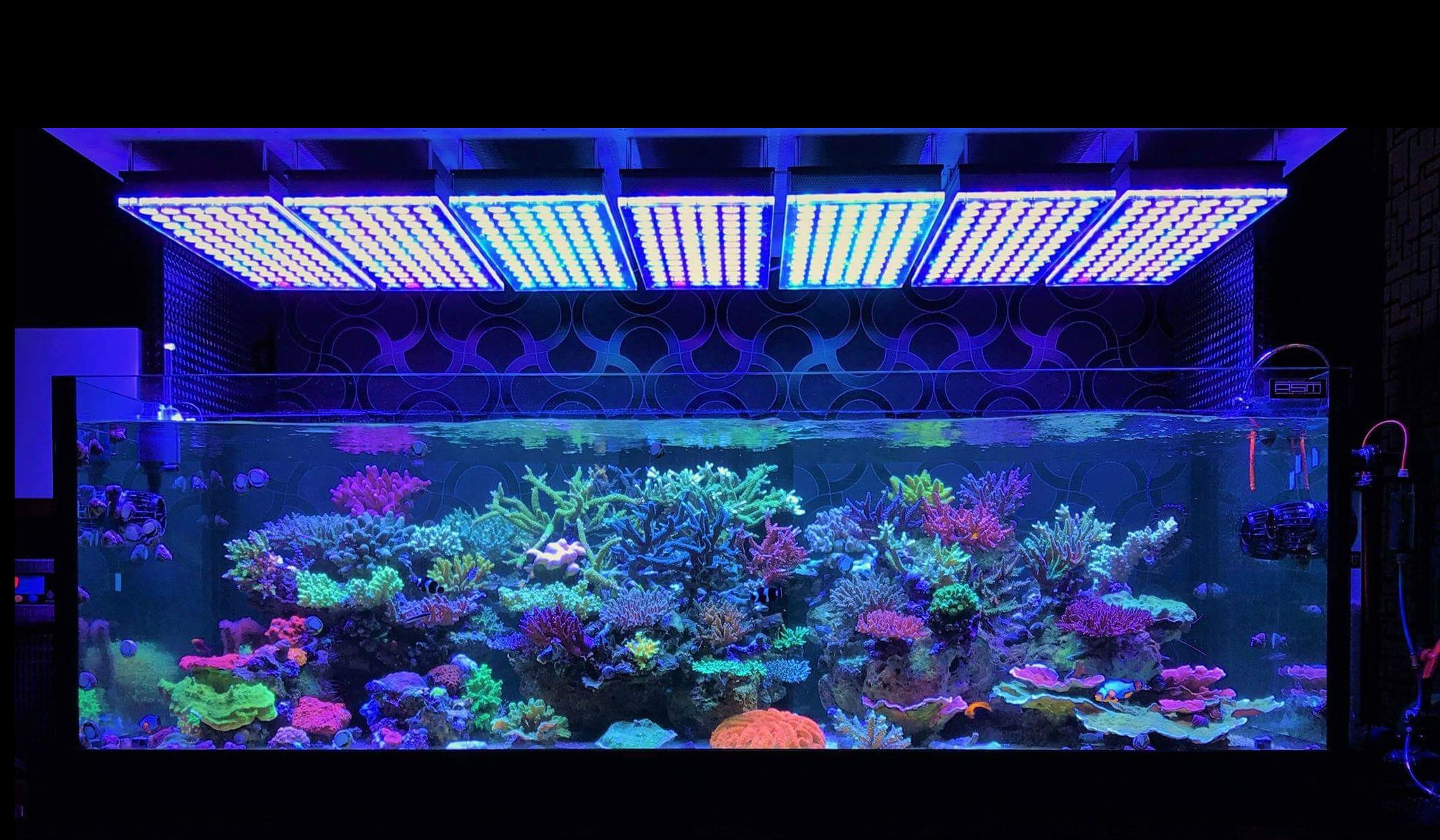 Amazing Japanese Reef Tank Under Atlantik V4 LED Lighting •Reef