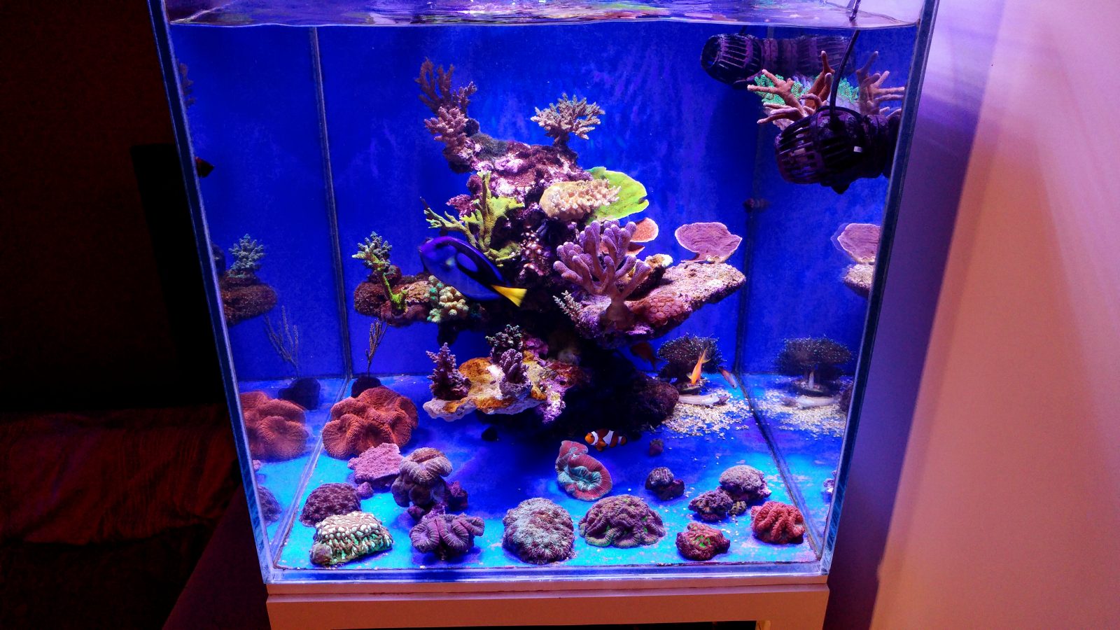 Acquario Coral Growth Color