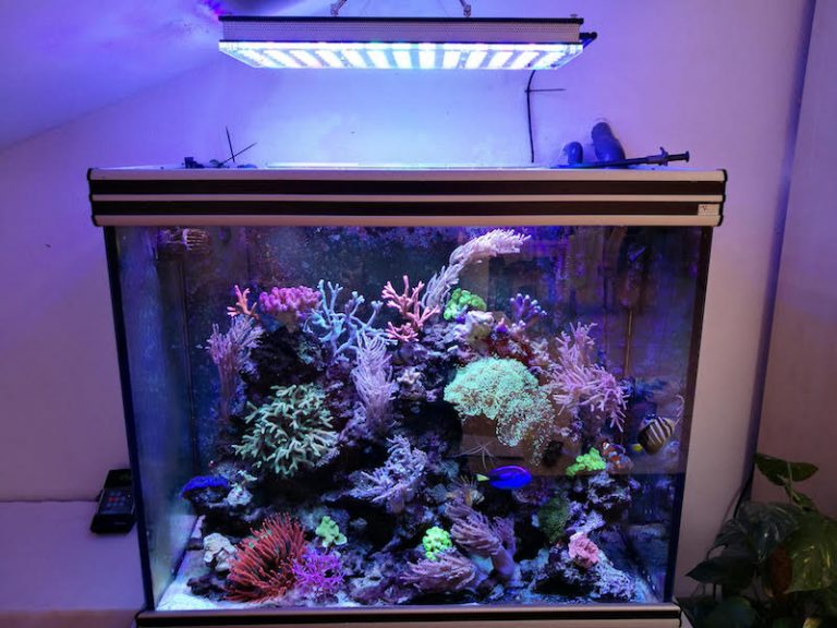 Atlantik Compact 24 inch Cube reef Aquarium •Orphek