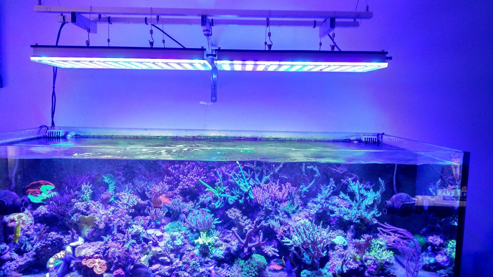 One More Happy Customer from Spain Atlantik V4 LED Aquarium •Reef ...