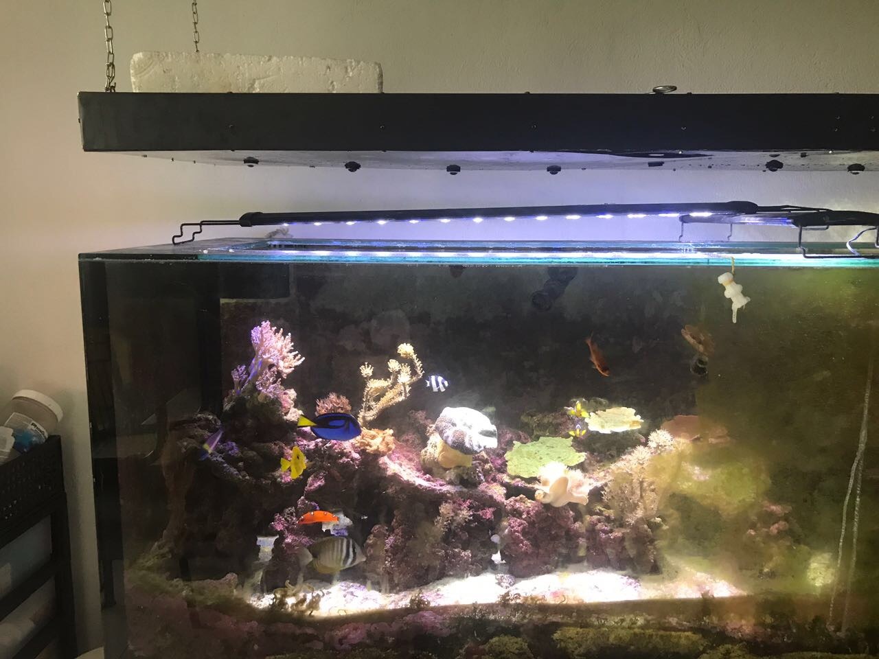 Atlantik V4 LED Light Part of 396 gallons Aquarium Makeover •Orphek