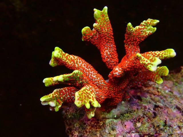 korallien paras valaistus