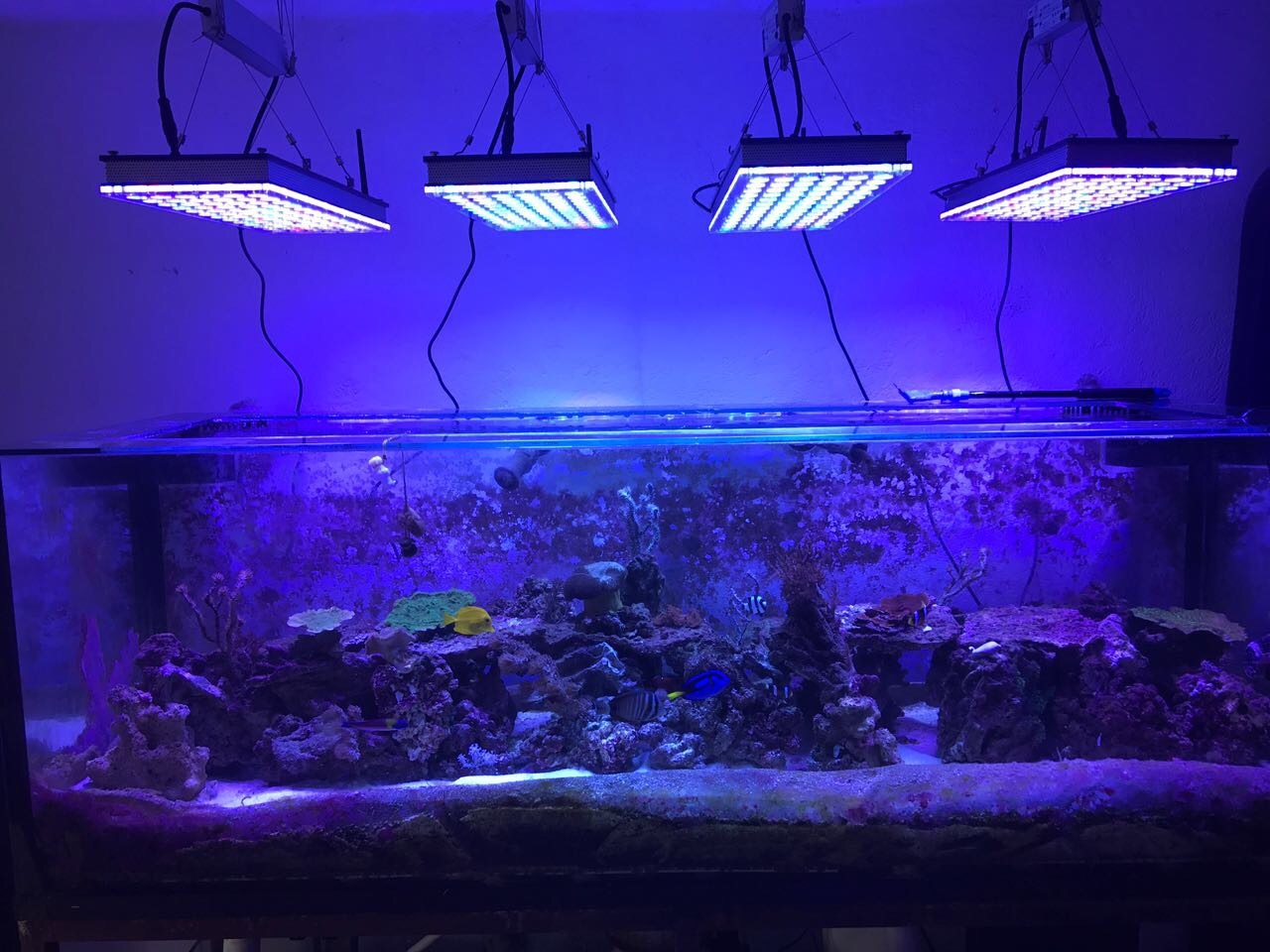 Atlantik V4 LED Light Part of 396 gallons Aquarium Makeover •Orphek