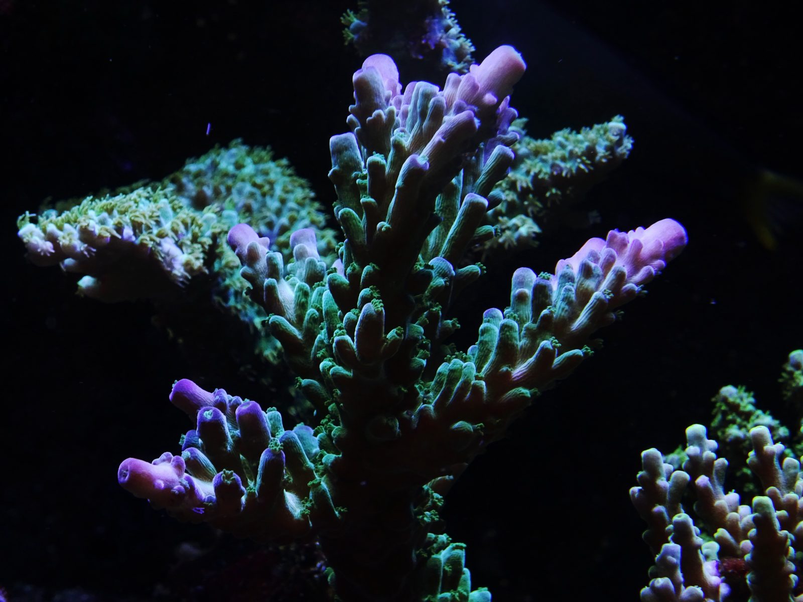 beautiful sps coral tank