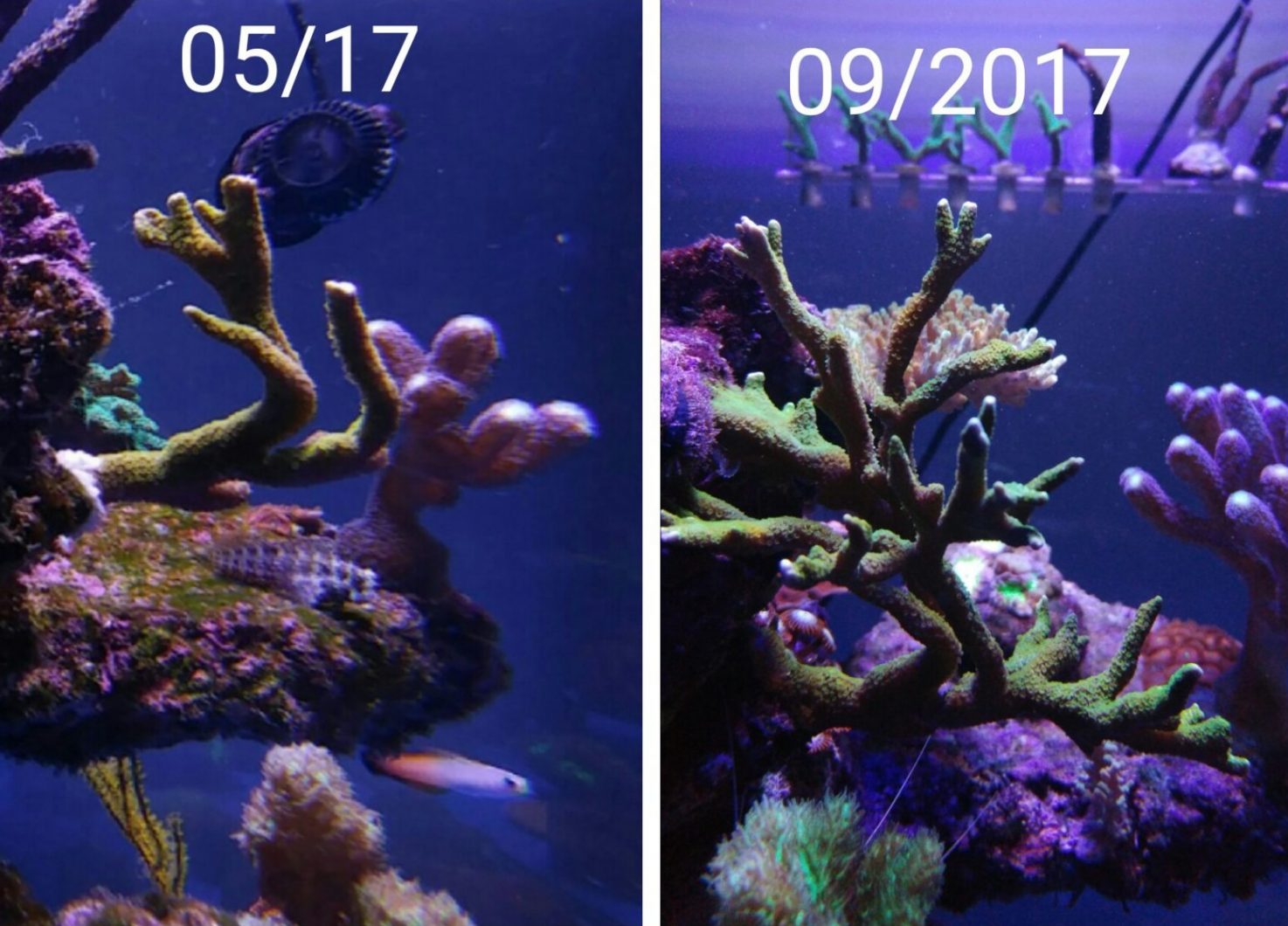 Coral Color And Growth Under Atlantik Compact •reef Aquarium Led Lighting•orphek 9076