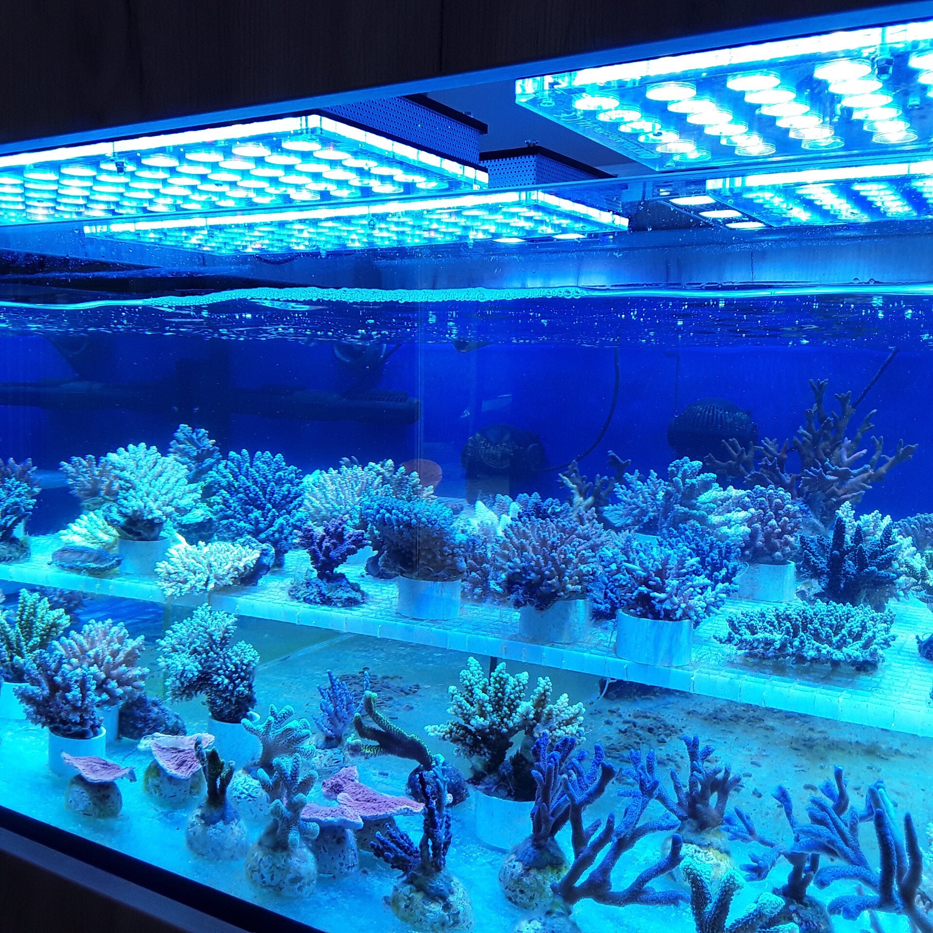 Reef Aquarium LED Light Galleria di foto • Orphek