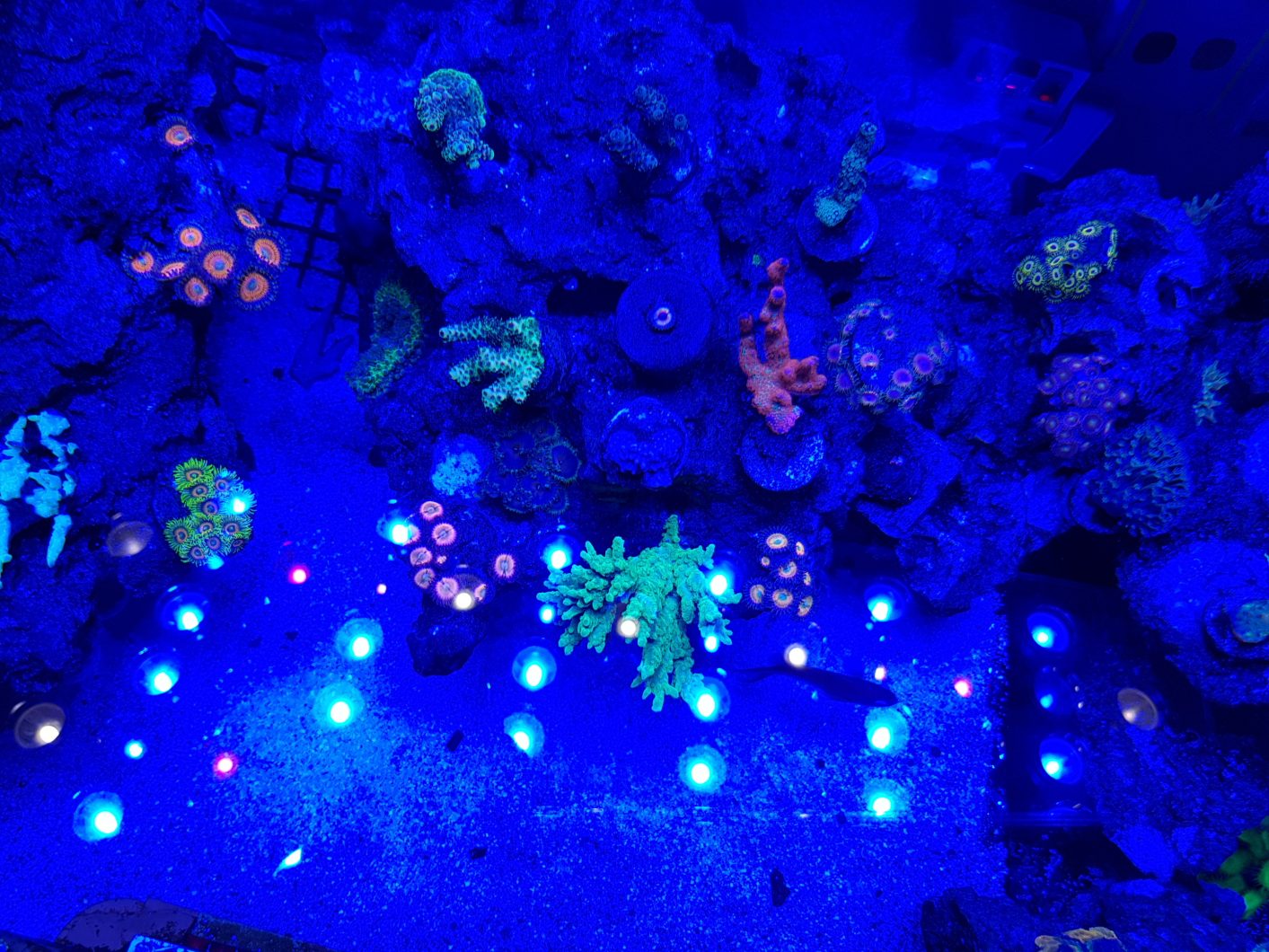 aquarium_moonlight_led