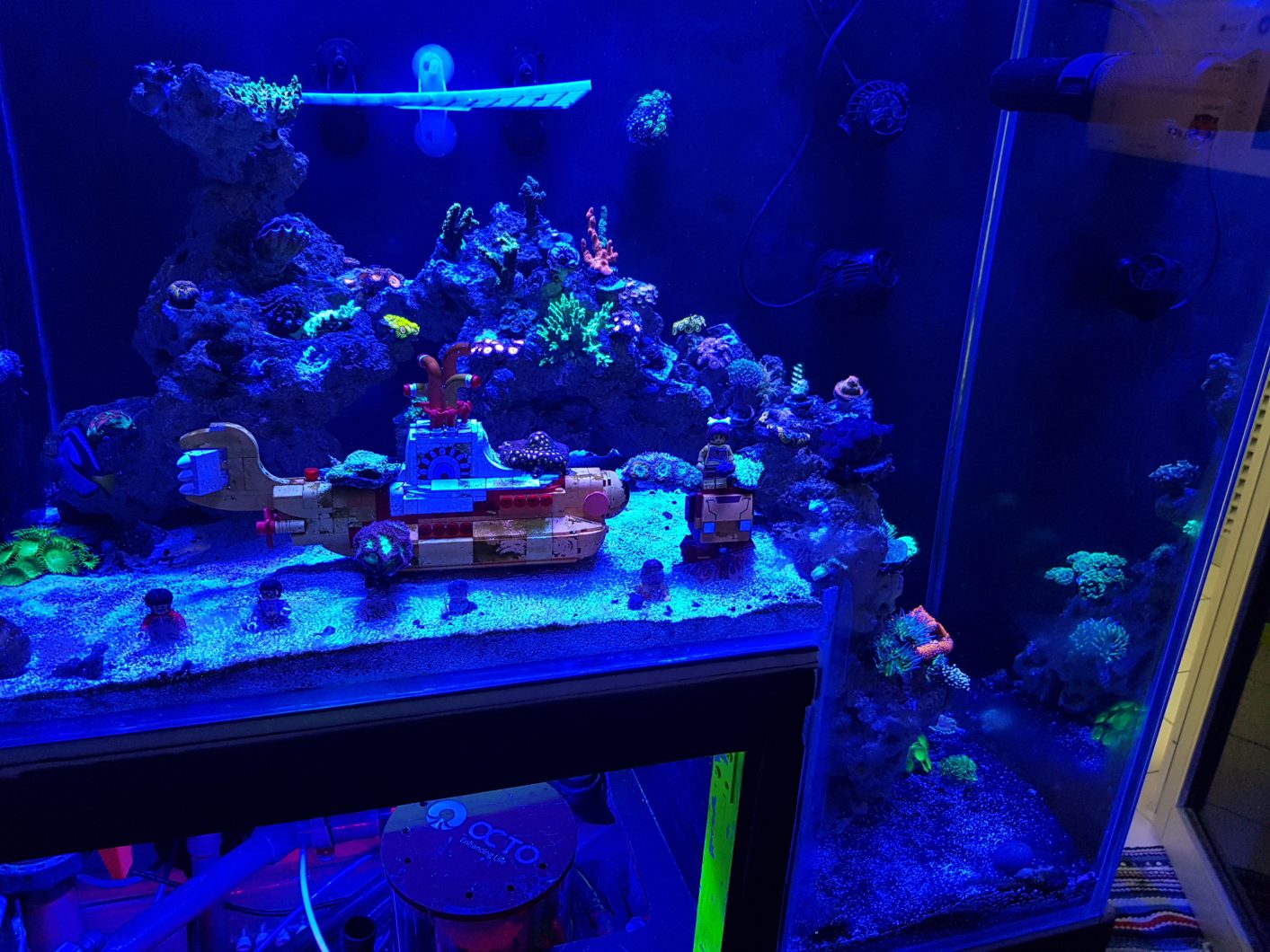reef_aquarium fluorescerende koraller