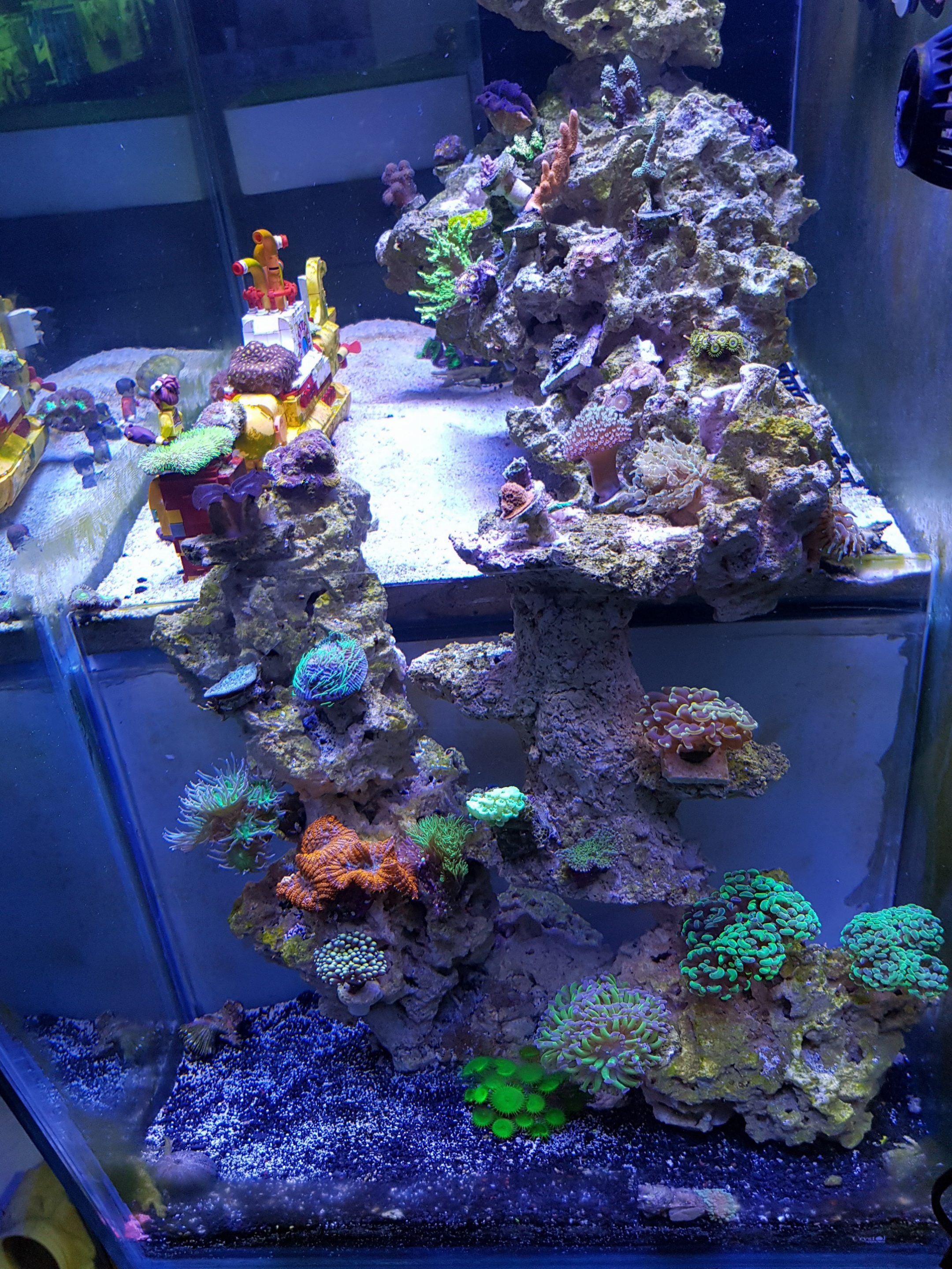 Reef Aquarium From Malaysia Under Orphek LED Aquarium