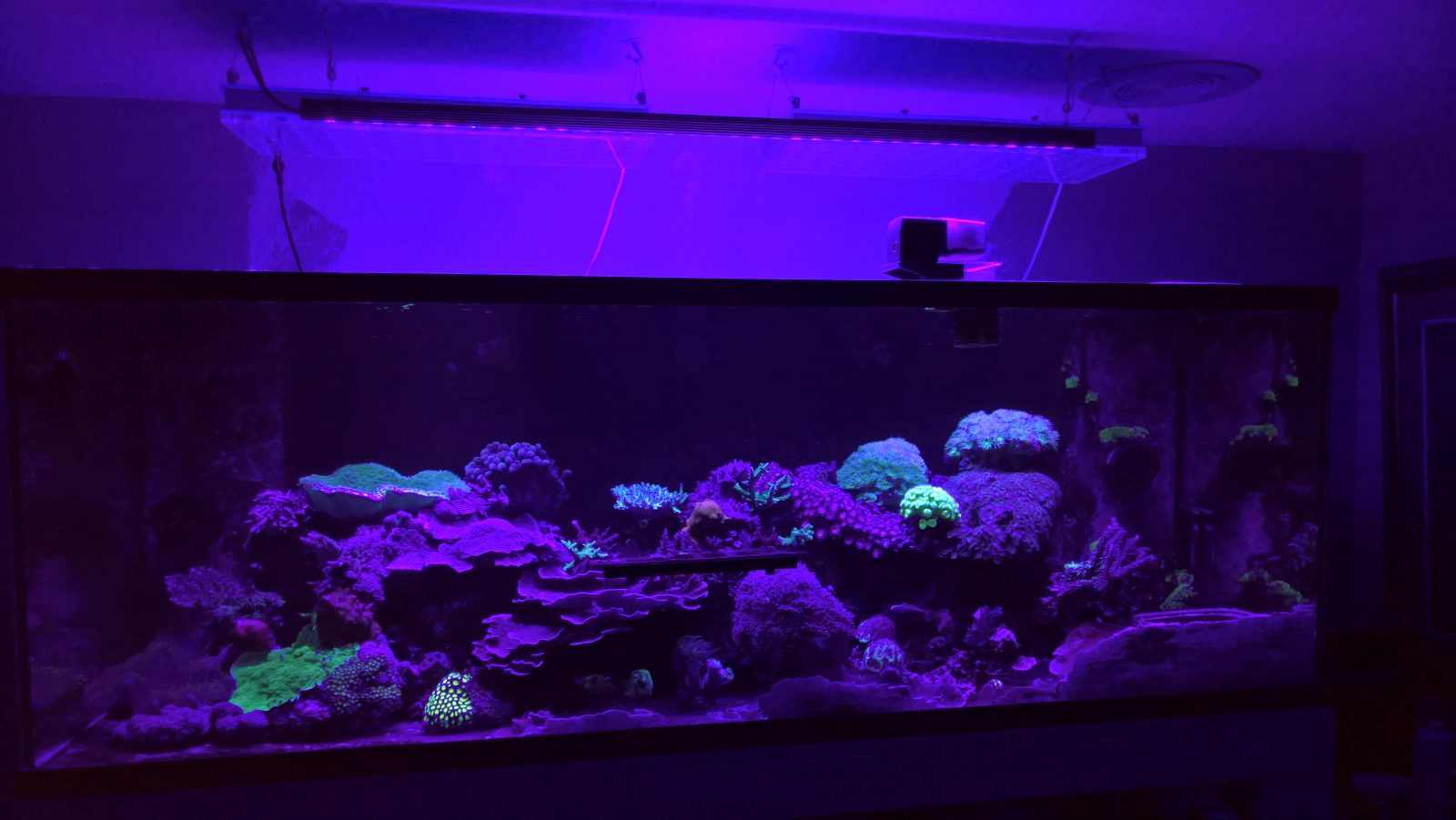 Akvarium_LED_ljus_violett_lila_ UV