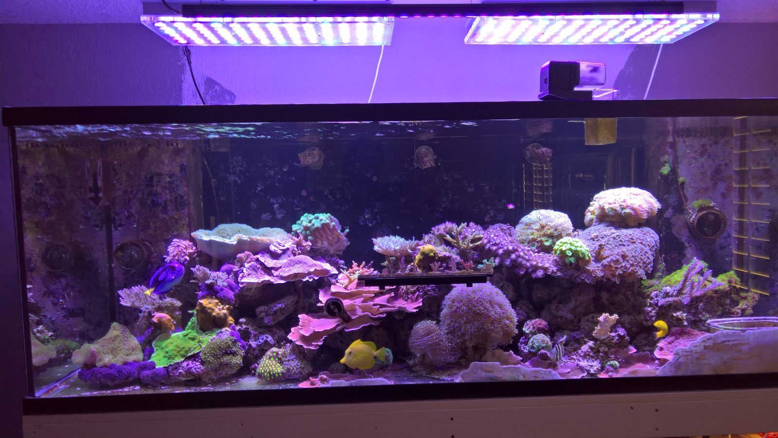 USA reef tank with our new 108 Watt OR 120 LED bar