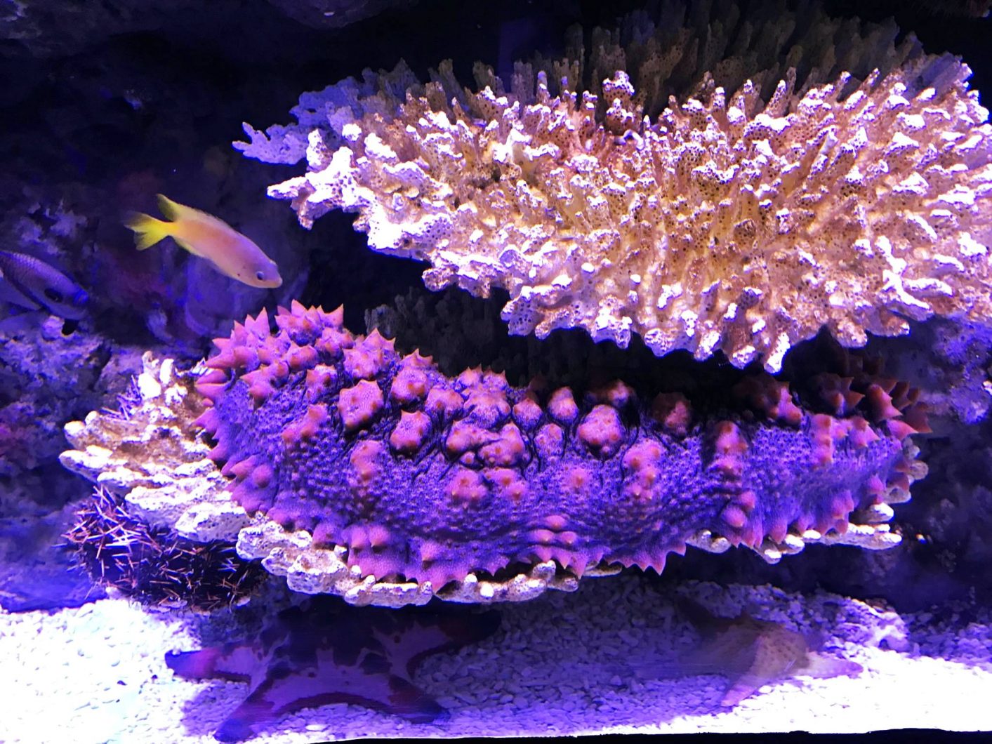 corals cairns aquarium