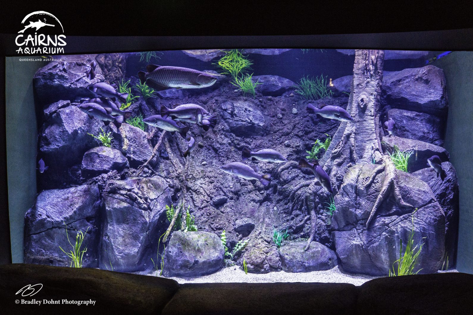 zoetwater LED aquariumlicht